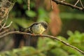 Female tomtit, South Island subspecies, native New Zealand bird sitting in tree on Bluff Hill