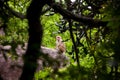 Female Toque macaque monkey Royalty Free Stock Photo