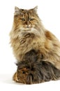 Female Tortoiseshell Persian Domestic Cat with a Long hair Guinea Pig Royalty Free Stock Photo