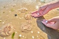 Female touching moon jellyfish & x28;Aurelia aurita& x29;