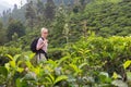 Female tourist enjoying beautiful nature of tea plantations, Sri Lanka.