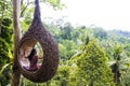 A female tourist is sitting on a large bird nest on a tree at Bali island Royalty Free Stock Photo