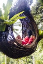 A female tourist is sitting on a large bird nest on a tree at Bali island Royalty Free Stock Photo