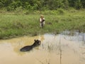 Female tourist and Tapir, Pantanal Wetlands, Mato Grosso, Royalty Free Stock Photo