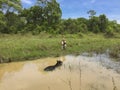 Female tourist and Tapir, Pantanal Wetlands, Mato Grosso, Royalty Free Stock Photo