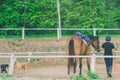 The female trainer is training the young horse for the tame in r