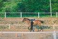 The female trainer is training the young horse for the tame in r