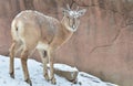 Female transcaspian urial in the snow Royalty Free Stock Photo
