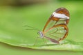 Transparent wing butterfly - Greta oto