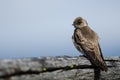 Female Tree Swallow Resting on a Weathered Wooden Fence Rail