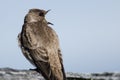 Tree Swallow Singing While Resting on a Weathered Wooden Fence Rail Royalty Free Stock Photo