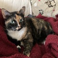 Calico tricolor cat resting on red blanket