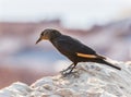 The female Tristram long-tailed starling sits on a stone on the ruins of the Masada fortress in the Judean desert in Israel and is