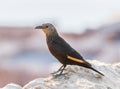 The female Tristram long-tailed starling sits on a stone on the ruins of the Masada fortress in the Judean desert in Israel and is