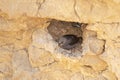 Female Tristram`s Starling in Rock Crevice Nest