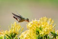 Female Tufted Coquette surrounded by yellow flowers