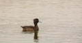 Female Tufted Duck