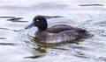 Female Tufted duck