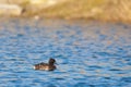 Female Tufted Duck