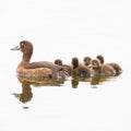 Female tufted duck swimming with offspring