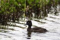 Female Tufted Duck & x28;Aythya fuligula& x29;