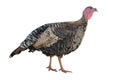 Female Turkey Royalty Free Stock Photo