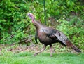 A female turkey in the back yard looking for some left over bird feed. Royalty Free Stock Photo