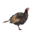 Female turkey bird is isolated on white background Royalty Free Stock Photo