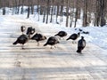 Female turkey group crossing Royalty Free Stock Photo