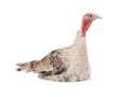 Female turkey isolated on white Royalty Free Stock Photo
