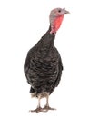 female turkey isolated on white Royalty Free Stock Photo