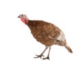female turkey isolated on white Royalty Free Stock Photo