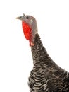 Female turkey isolated on white Royalty Free Stock Photo