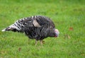 Female turkey nibbling the green grass, poultry farming Royalty Free Stock Photo