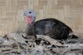 A female turkey is ready to incubate her eggs in the nest.