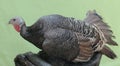 A female turkey resting on a weathered tree trunk.