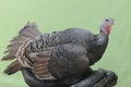 A female turkey resting on a weathered tree trunk.