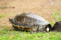 Turtle dropping egg