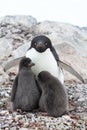 female and two chicks Adelie penguin sitting in a nest on a summer day