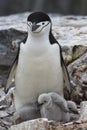 Female and two chicks Antarctic penguin in the nest Royalty Free Stock Photo