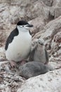 Female and two chicks chinstrap penguins. Royalty Free Stock Photo