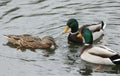 A female and two male Mallard duck, Anas platyrhynchos, swimming on a lake in the UK. Royalty Free Stock Photo