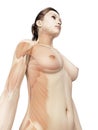 The female upper body musculatures