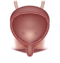 Female urinary bladder Royalty Free Stock Photo