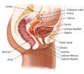 female urinary system