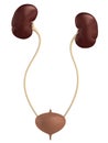 Female urinary system