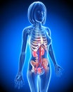 Female Urinary system in blue x-ray loop Royalty Free Stock Photo