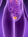 Female Urinary system