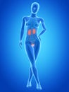 The female urinary system Royalty Free Stock Photo