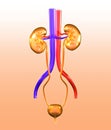 Female urinary tract with kidneys, blood vessels, ureter and urinary bladder, 3D illustration